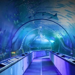 el-acuario-de-la-bahia-de-san-francisco-03
