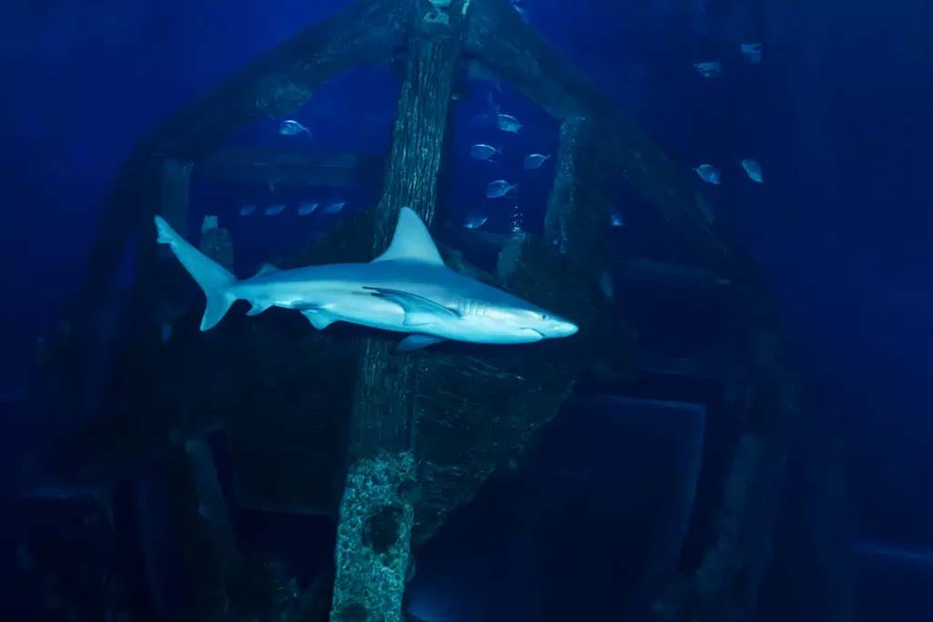 el-acuario-de-tiburones-en-el-hotel-mandalay-bay-10
